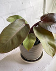 Congo Philodendron (Philodendron rojo congo) - THE PLANT SOCIETY