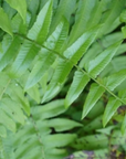 Macho Fern (Nephrolepsis biserrata)