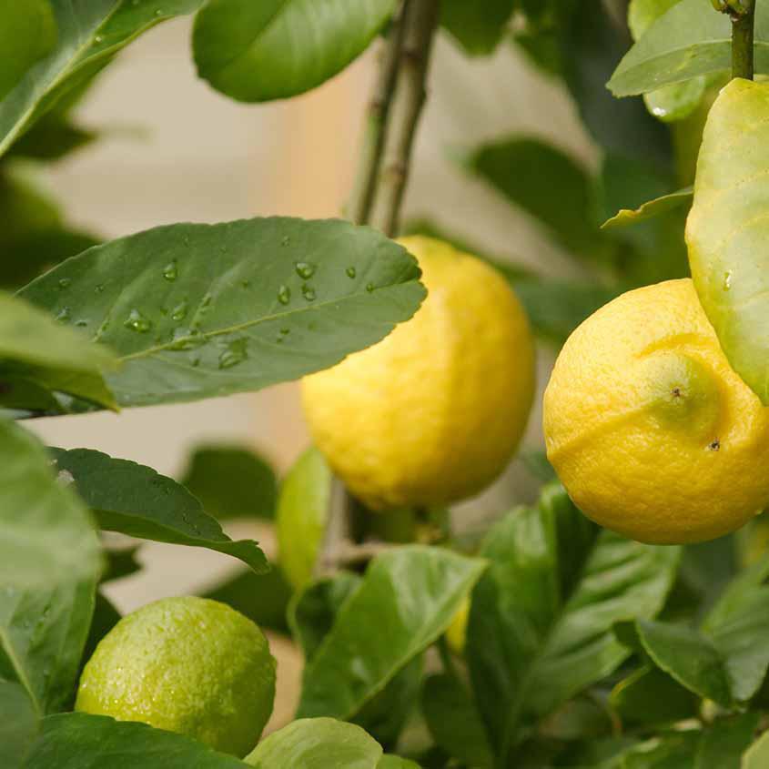 Lemon Tree (Eureka)
