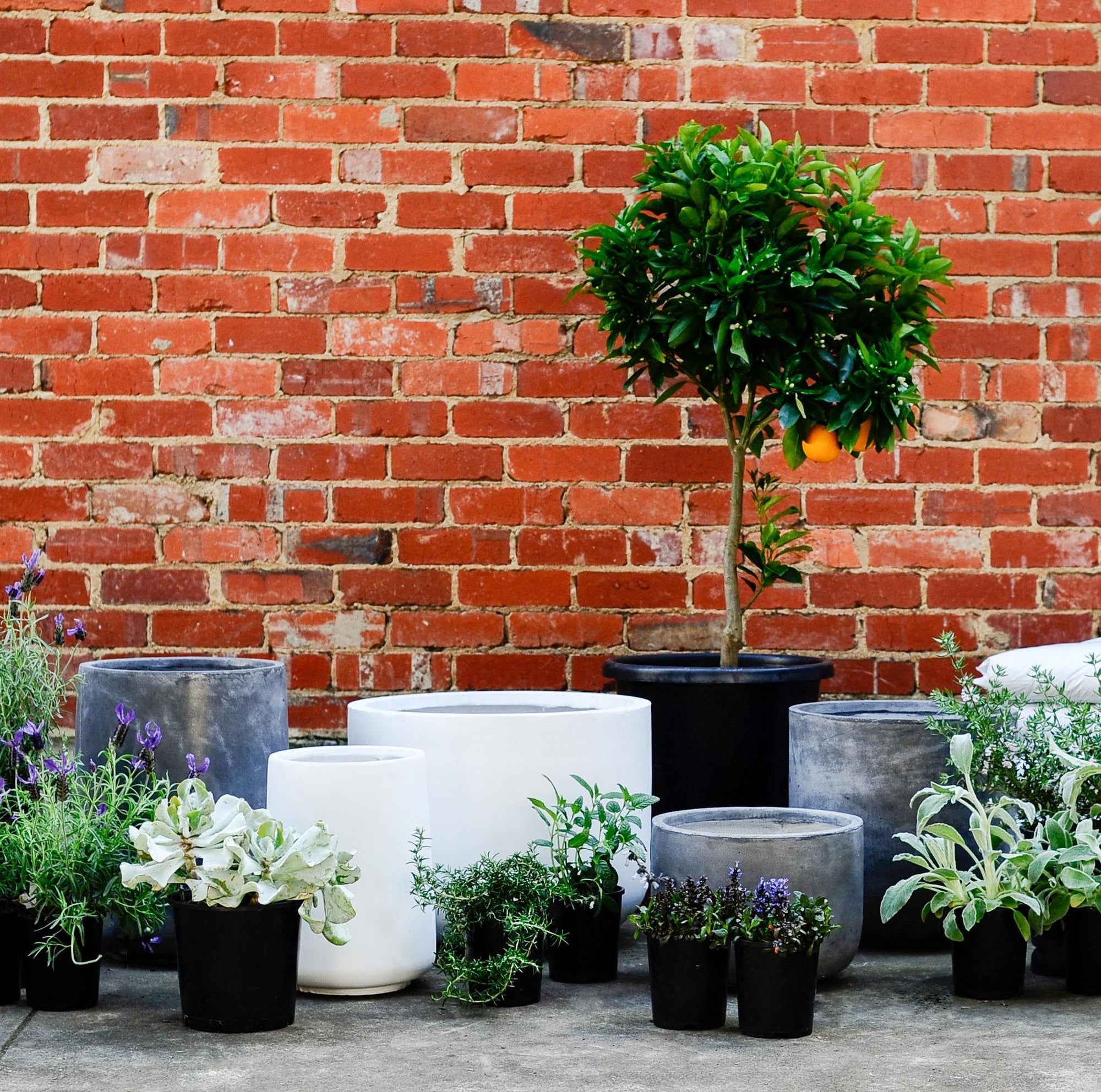 Urban & Contemporary Collections by The Plant Society - THE PLANT SOCIETY