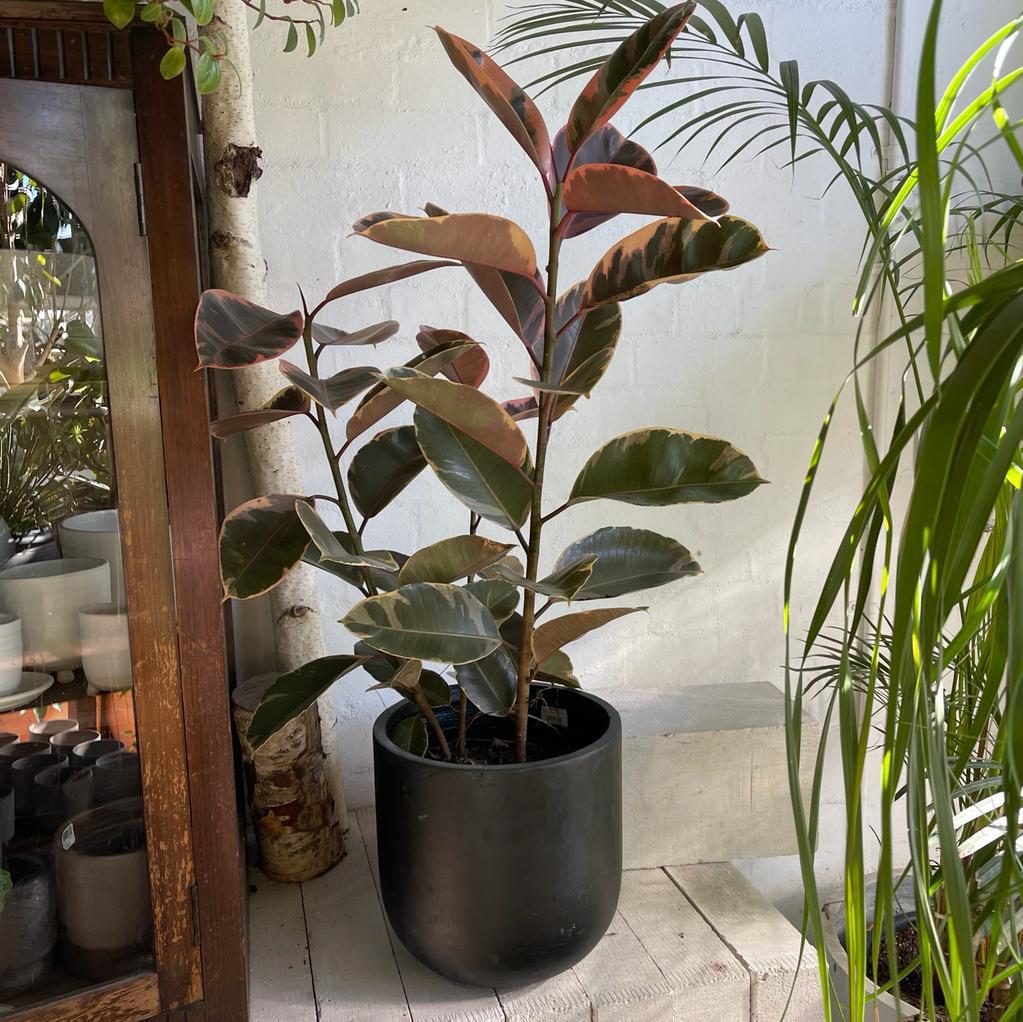Variegated Rubber Plant (Ficus elastica 'Ruby')