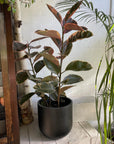 Variegated Rubber Plant (Ficus elastica 'Ruby')
