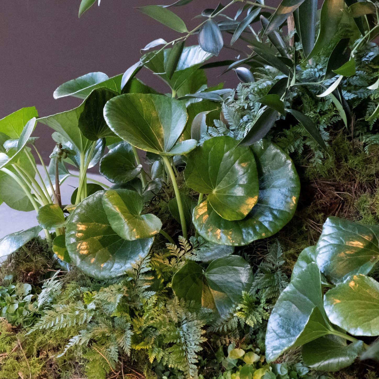 Tractor Seat Plant (Ligularia) - THE PLANT SOCIETY