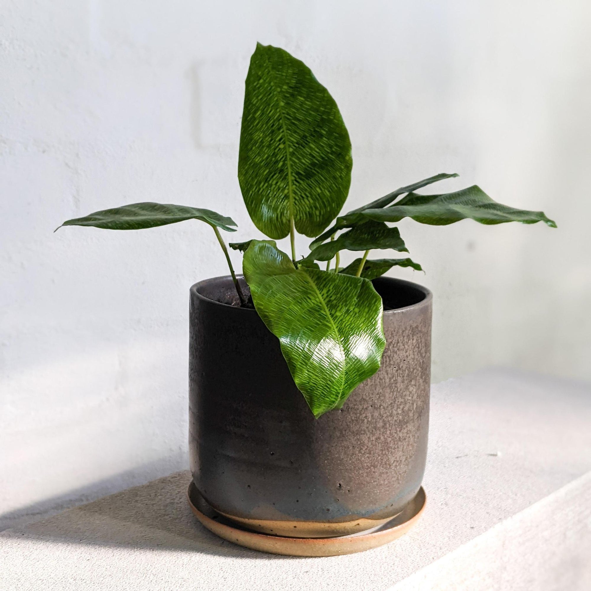 Peacock Plant (Calathea 'Musaica')