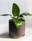Peacock Plant (Calathea 'Musaica')