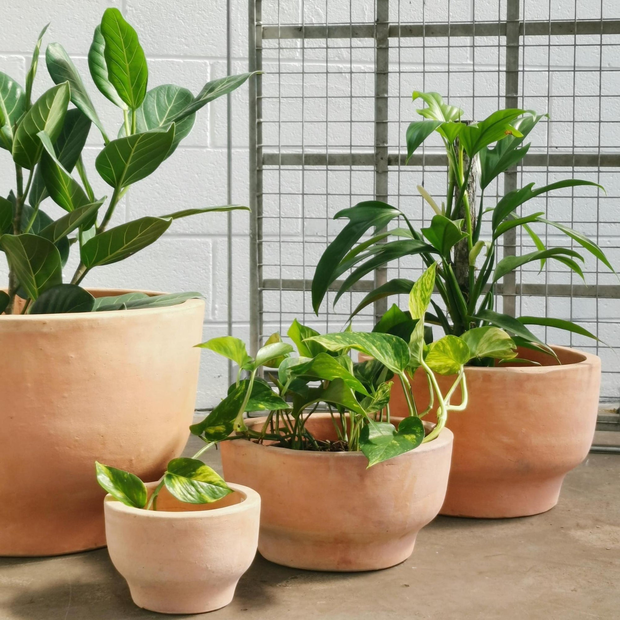 Pelosa Planter - THE PLANT SOCIETY