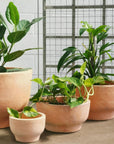 Pelosa Planter - THE PLANT SOCIETY