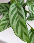 Peacock Plant (Calathea Freddie )