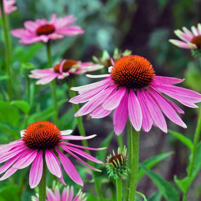 Echinacea Pink