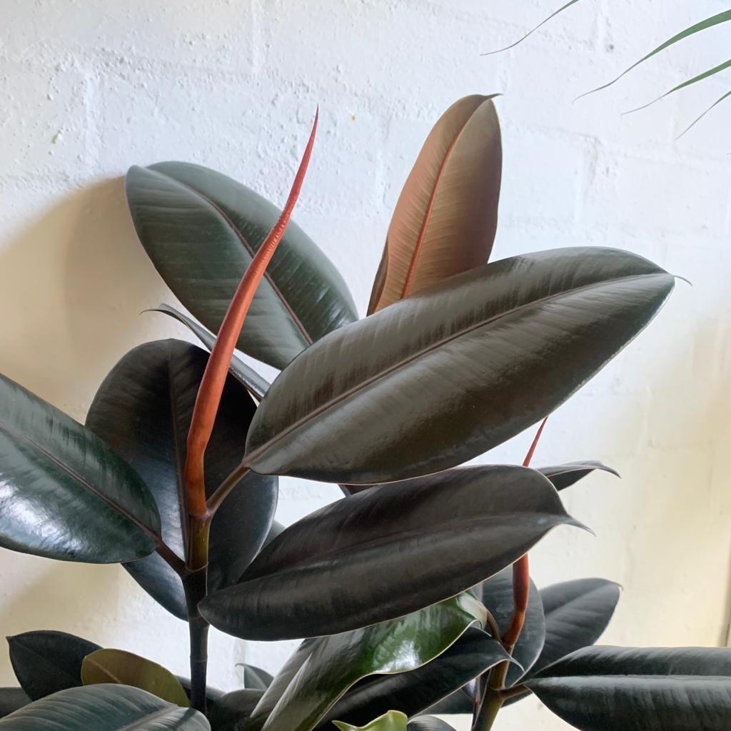 Rubber Plant (Ficus elastica 'Burgundy')