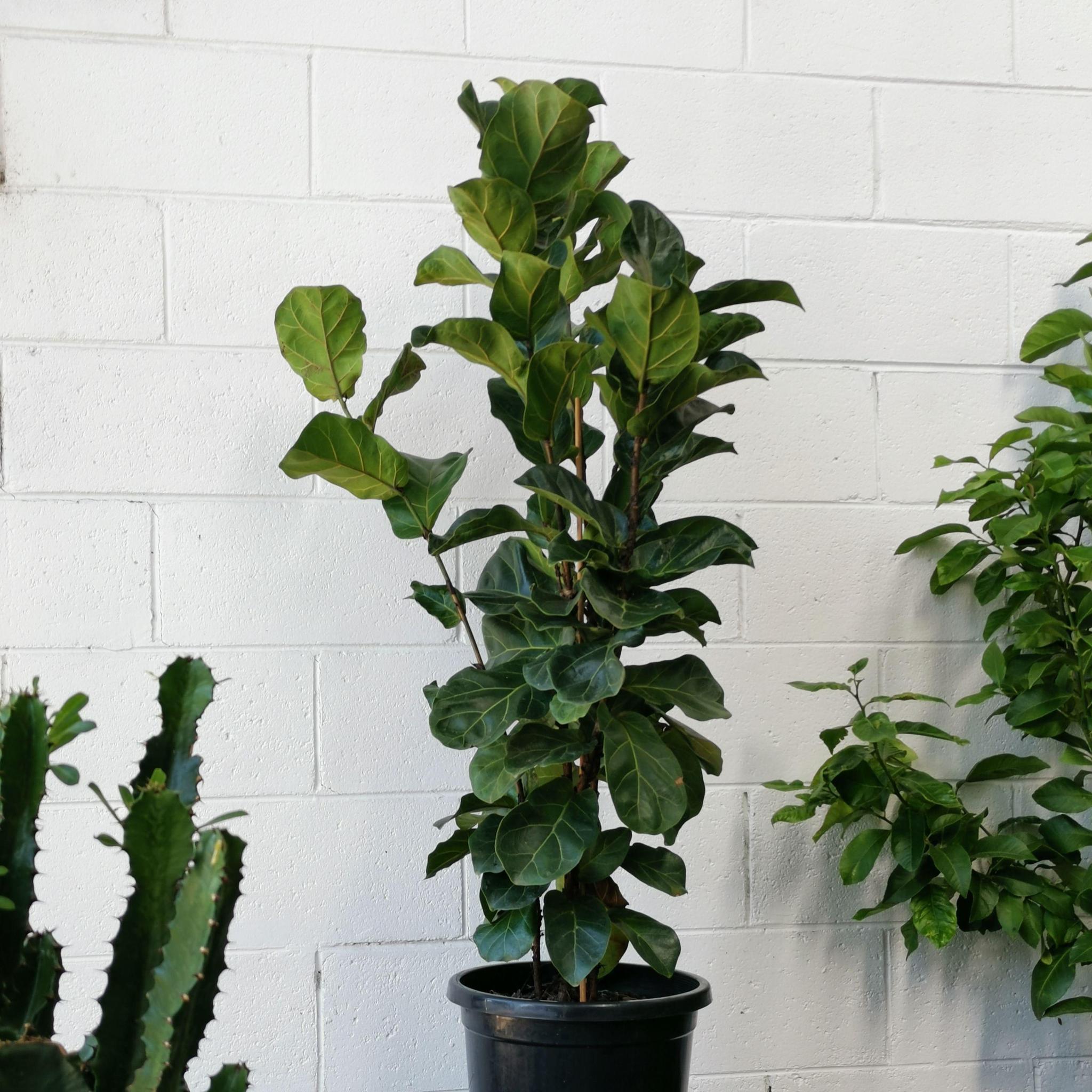 Grow light online fiddle leaf fig