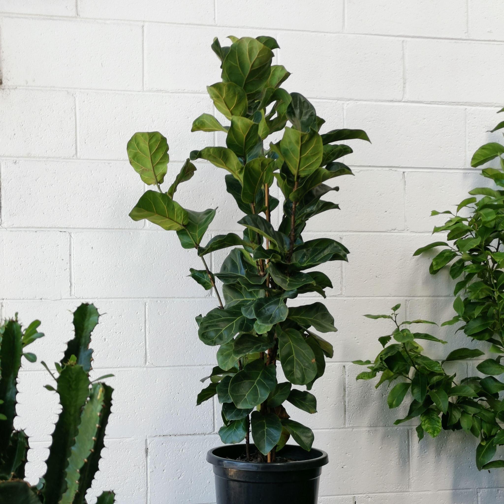 fiddle leaf fig bambino Fiddle-Leaf Fig (Ficus lyrata 'Bambino')