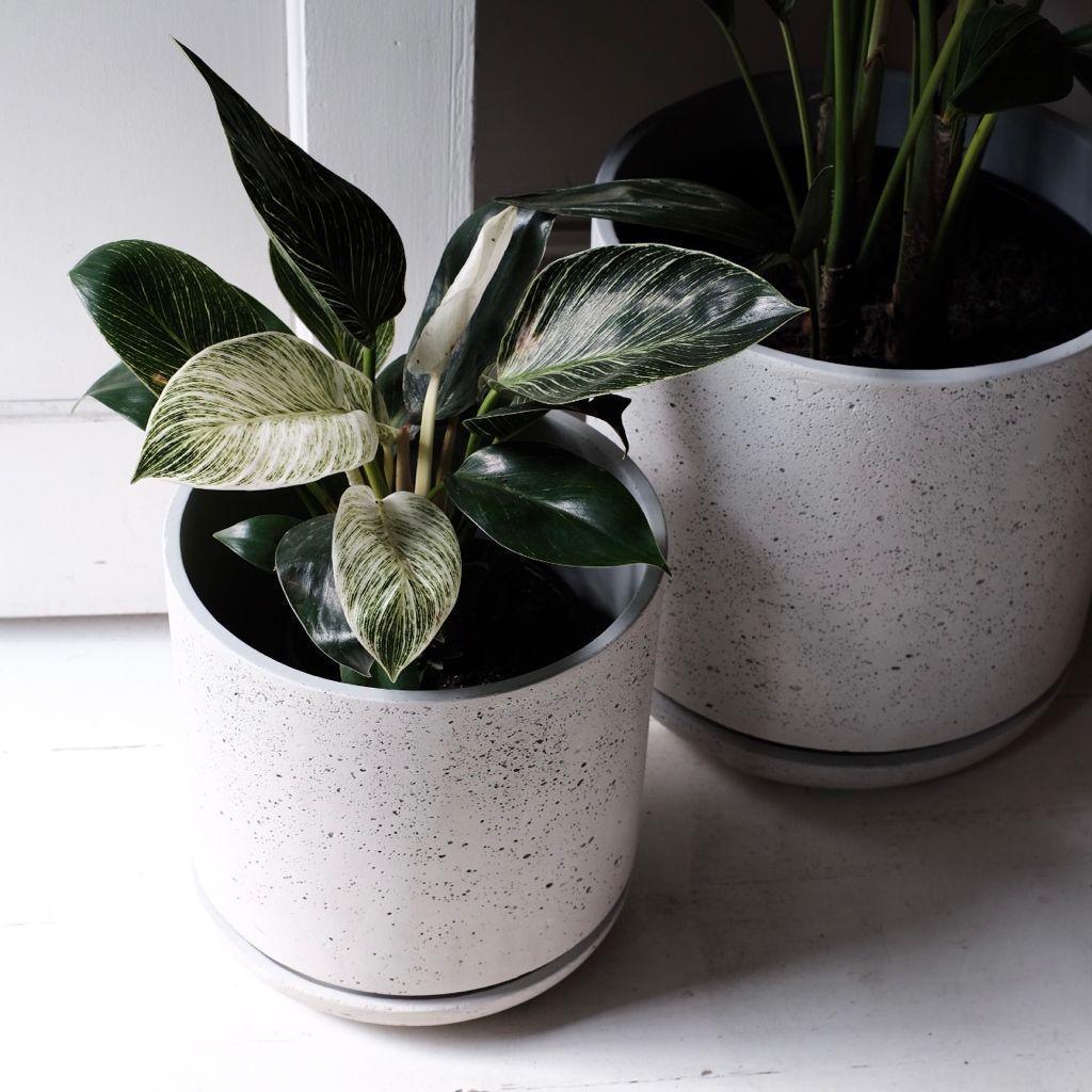 Philodendron Birkin - THE PLANT SOCIETY