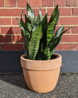 Snake Plant Green (Sansevieria trifasciata 'Robusta') - THE PLANT SOCIETY