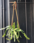 Hanging Planter by Lightly Design