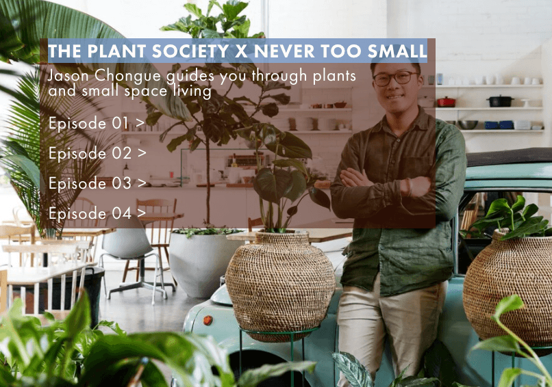 You Tube  -  The Plant Society x NEVER TOO SMALL - THE PLANT SOCIETY