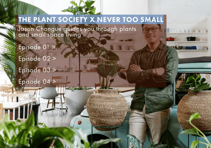 You Tube  -  The Plant Society x NEVER TOO SMALL - THE PLANT SOCIETY