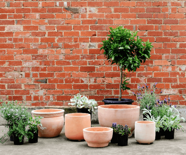 SPRING COLLECTION: STEPPING OUT WHILE STAYING IN - THE PLANT SOCIETY