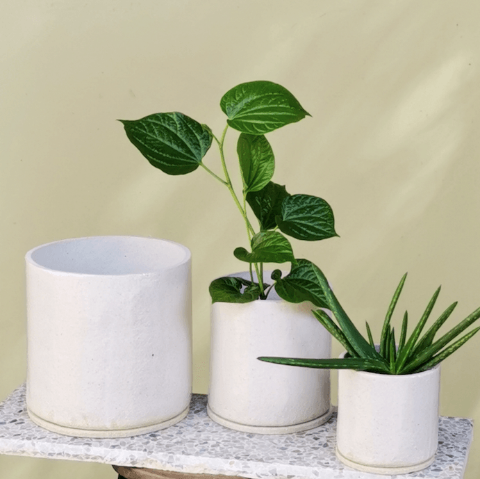 BACK IN STOCK | JENN JOHNSON CERAMICS - THE PLANT SOCIETY