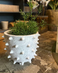 Devasa Spike Planter by Buzzby & Fang