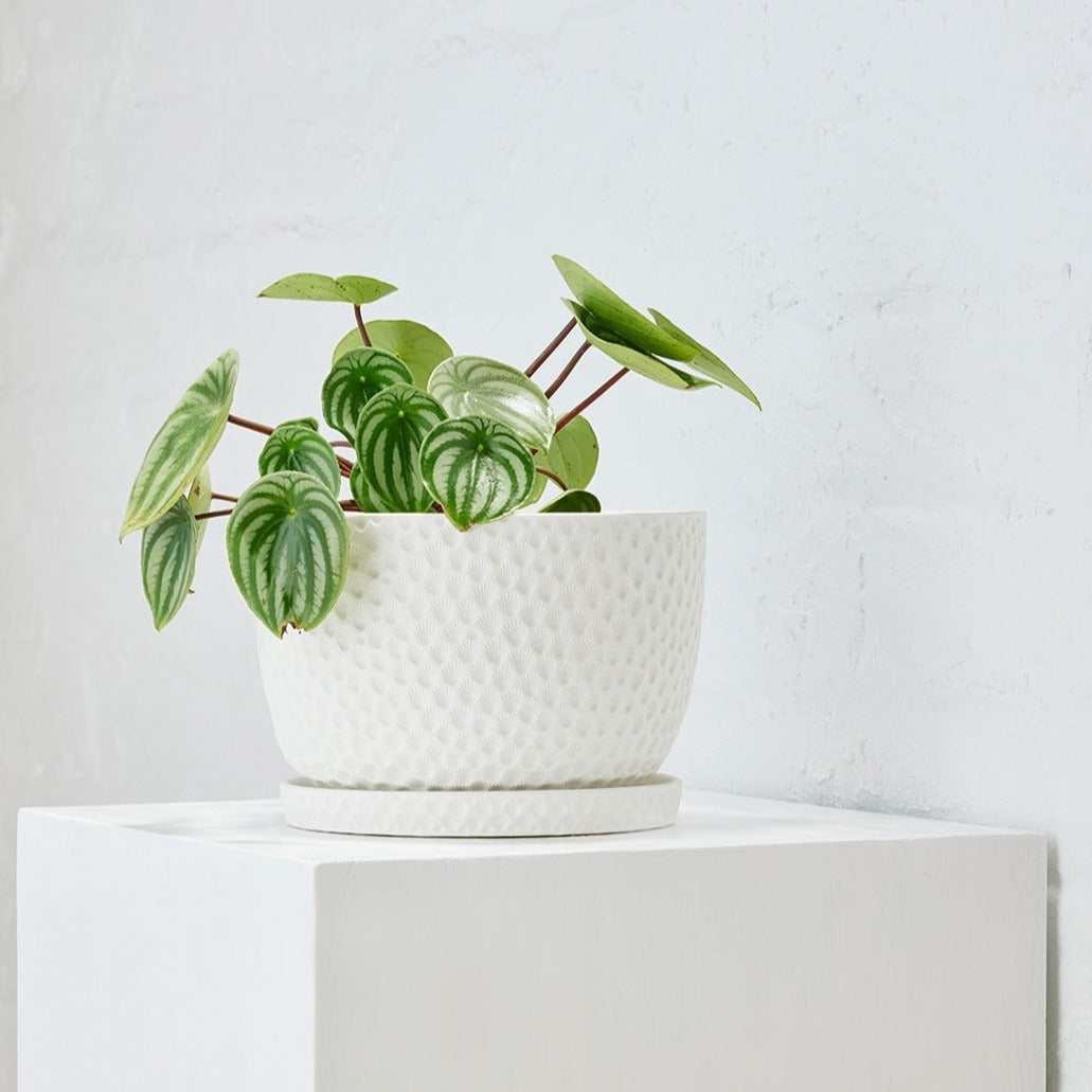Embossed Plant Pot White by Angus &amp; Celeste