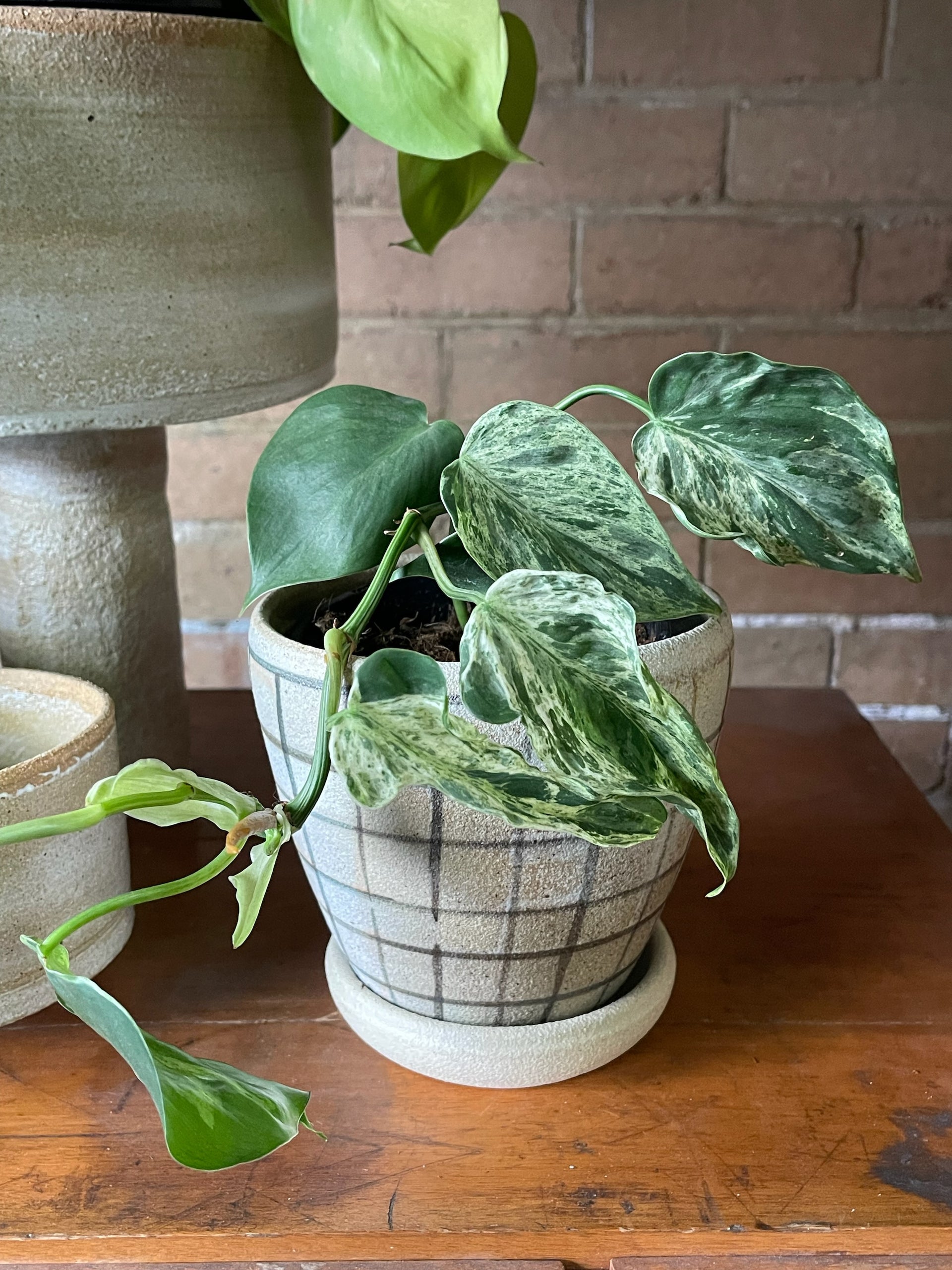 variegated heart leaf philodendron Heart Leaf Variegated Philodendron (Philodendron cordatum) – THE PLANT  SOCIETY