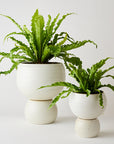 Spherical Plant Pots by Angus & Celeste