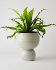 Spherical Plant Pots by Angus & Celeste