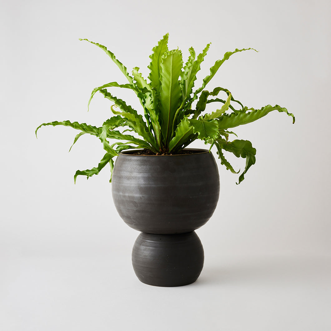 Spherical Plant Pots by Angus &amp; Celeste