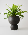 Spherical Plant Pots by Angus & Celeste