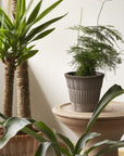 Atlas Planter by Bergs Potter