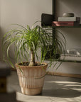 Atlas Planter by Bergs Potter