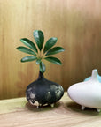 Binter Vase by Buzzby & Fang