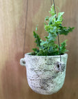 Neptune Hanging Planter by Buzzby & Fang