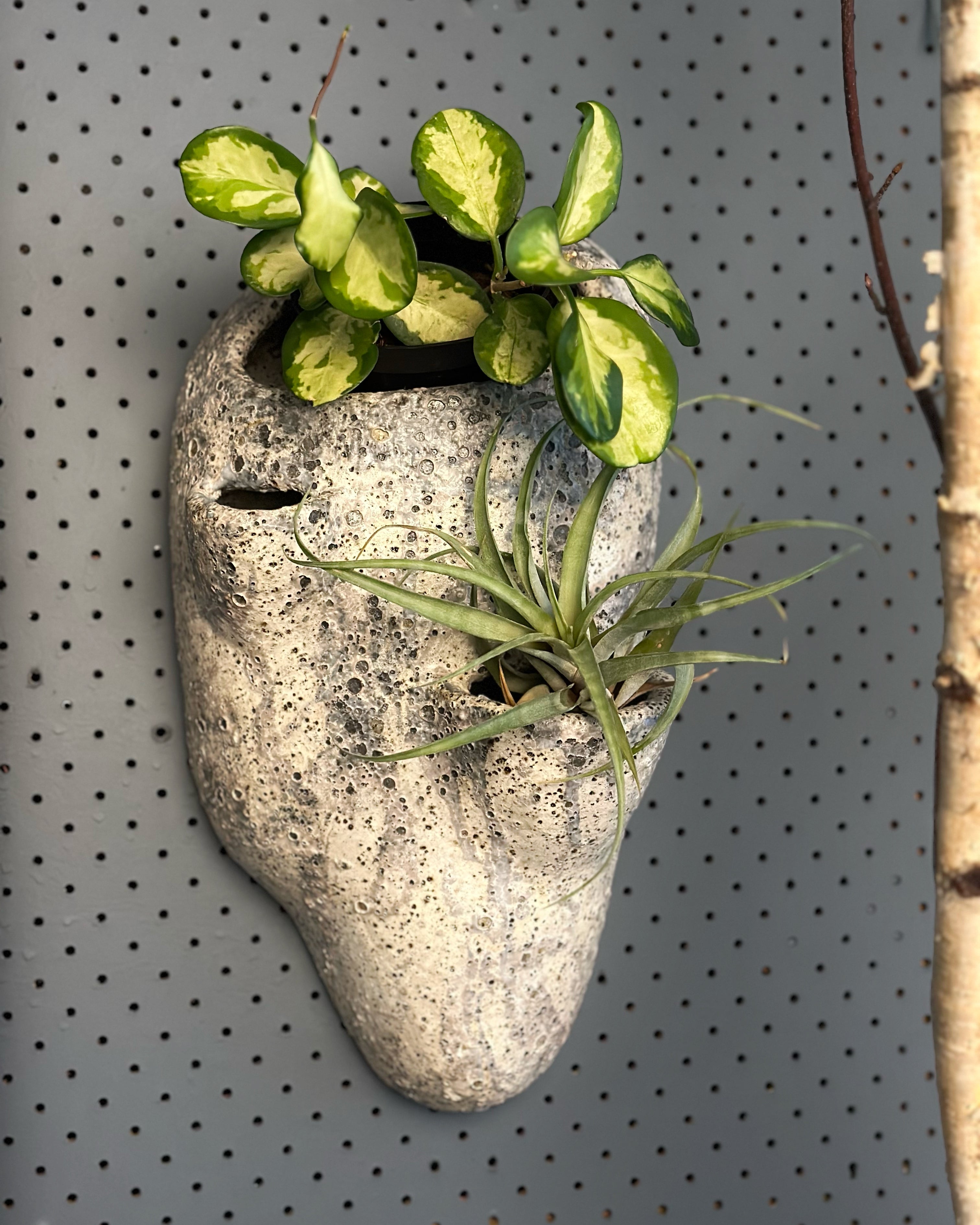 Small Planters – Page 3 – THE PLANT SOCIETY