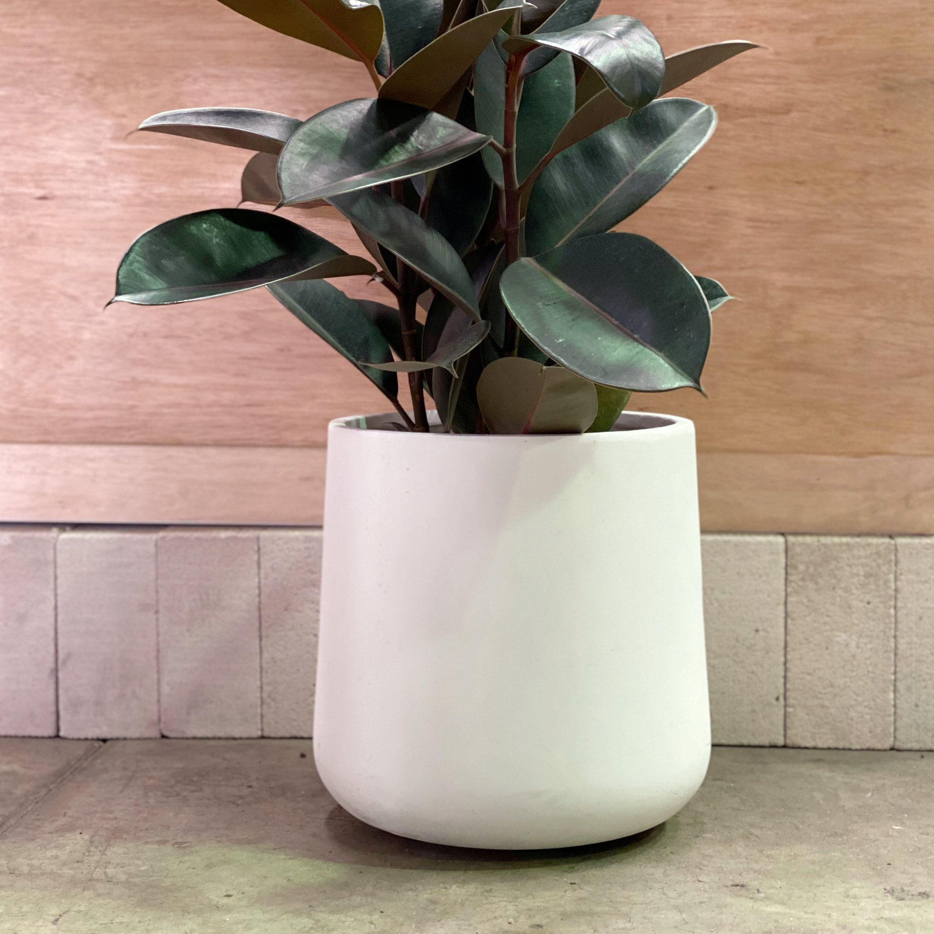 white planting pots Curved Tapered Planter in White – THE PLANT SOCIETY