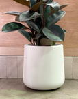 Curved Tapered Planter in White