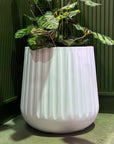 Fluted Curved Tapered Planter in White