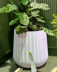 Fluted Curved Tapered Planter in White