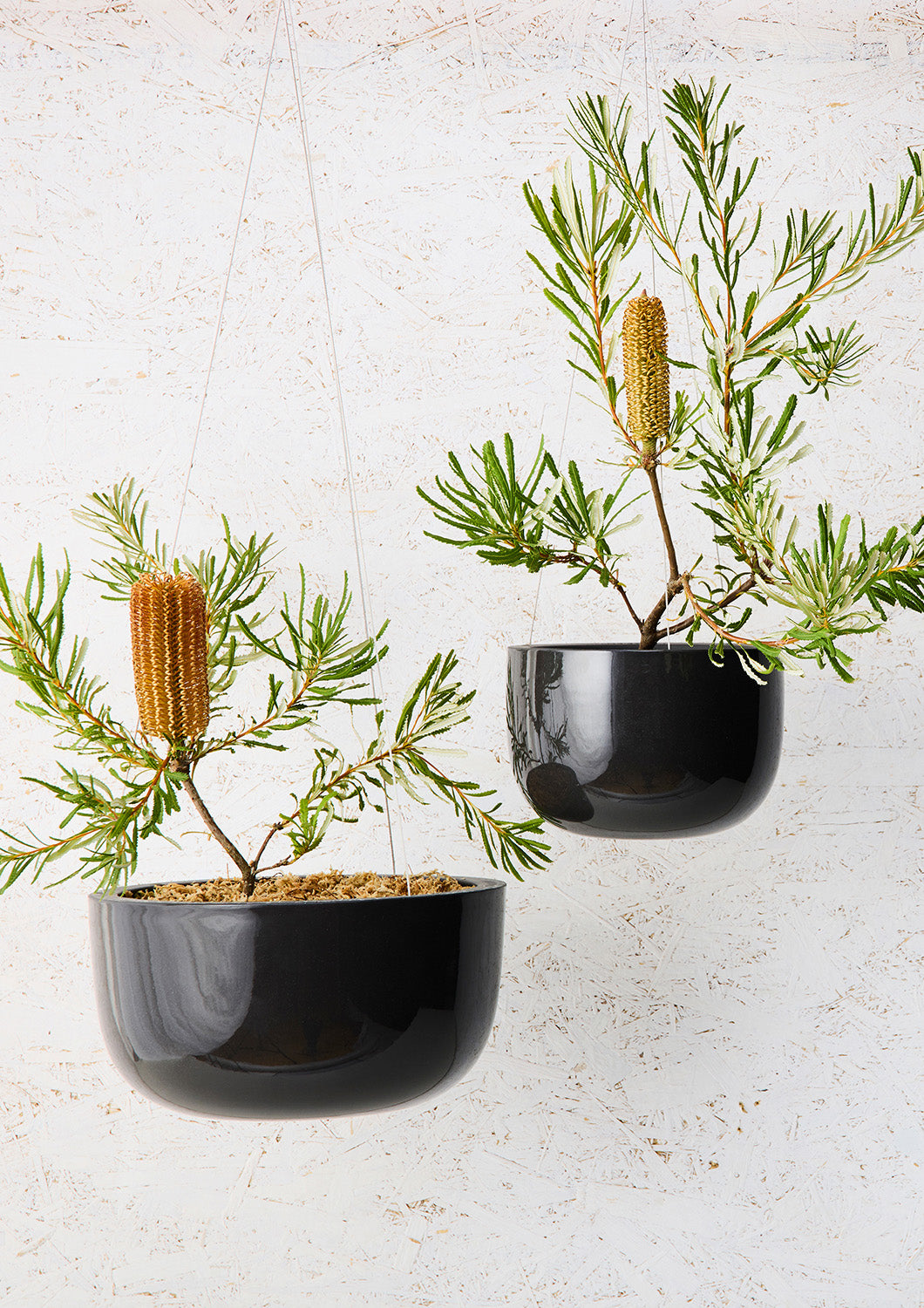 Glazed Earth Hanging Planters by Angus &amp; Celeste