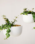 Glazed Earth Hanging Planters by Angus & Celeste