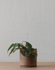 Natural Earth ID Planter by Jenn Johnston