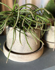 Stoneware Planter in Pebble by Kristin Olds