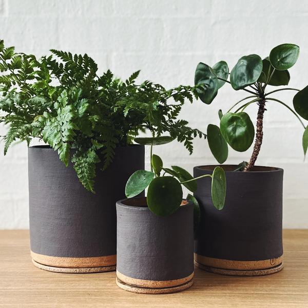 charcoal in plant pots Charcoal ID Planter by Jenn Johnston – THE PLANT SOCIETY