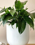 Peace Lily (Spathiphyllum)