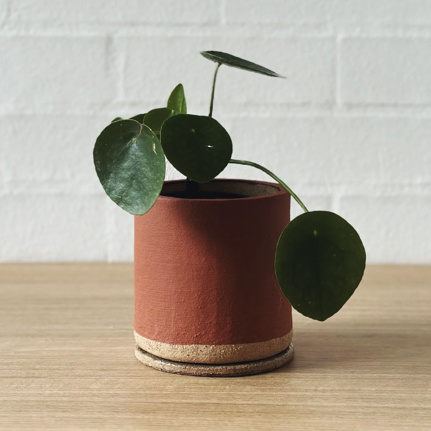 Terracotta ID Planter by Jenn Johnston