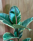 Variegated Rubber Plant (Ficus elastica 'tineke')