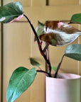 Philodendron 'Pink Princess' (Philodendron erubescens)