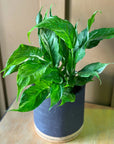 Variegated Peace Lily (Spathiphyllum 'Domino')