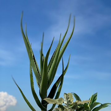 Aloe Tree (Aloidendron barberae)